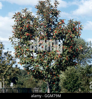 Sorbus x thuringiaca - `Fastigiata'   TRS025495 Stock Photo